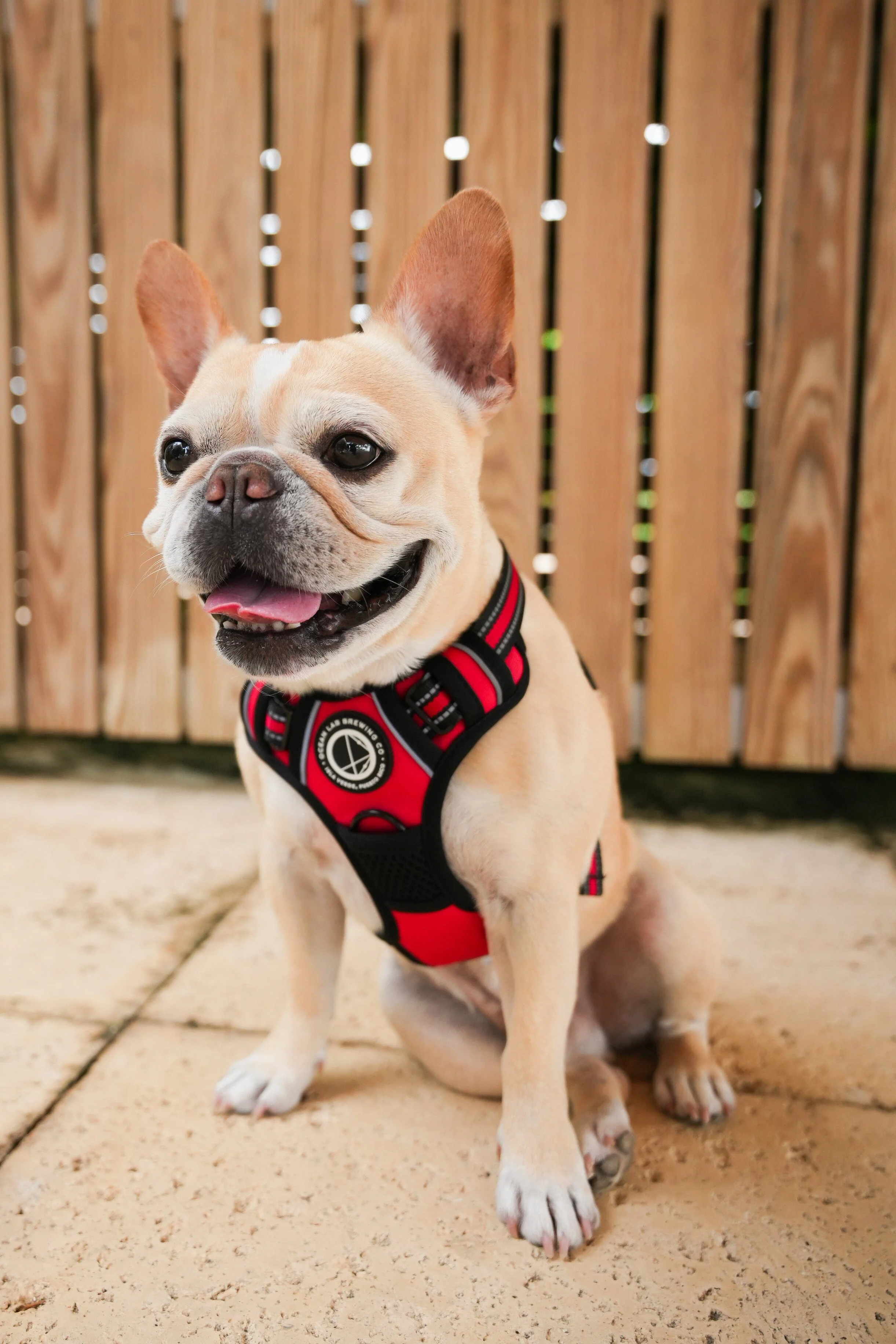 Dog Harness - Image 10