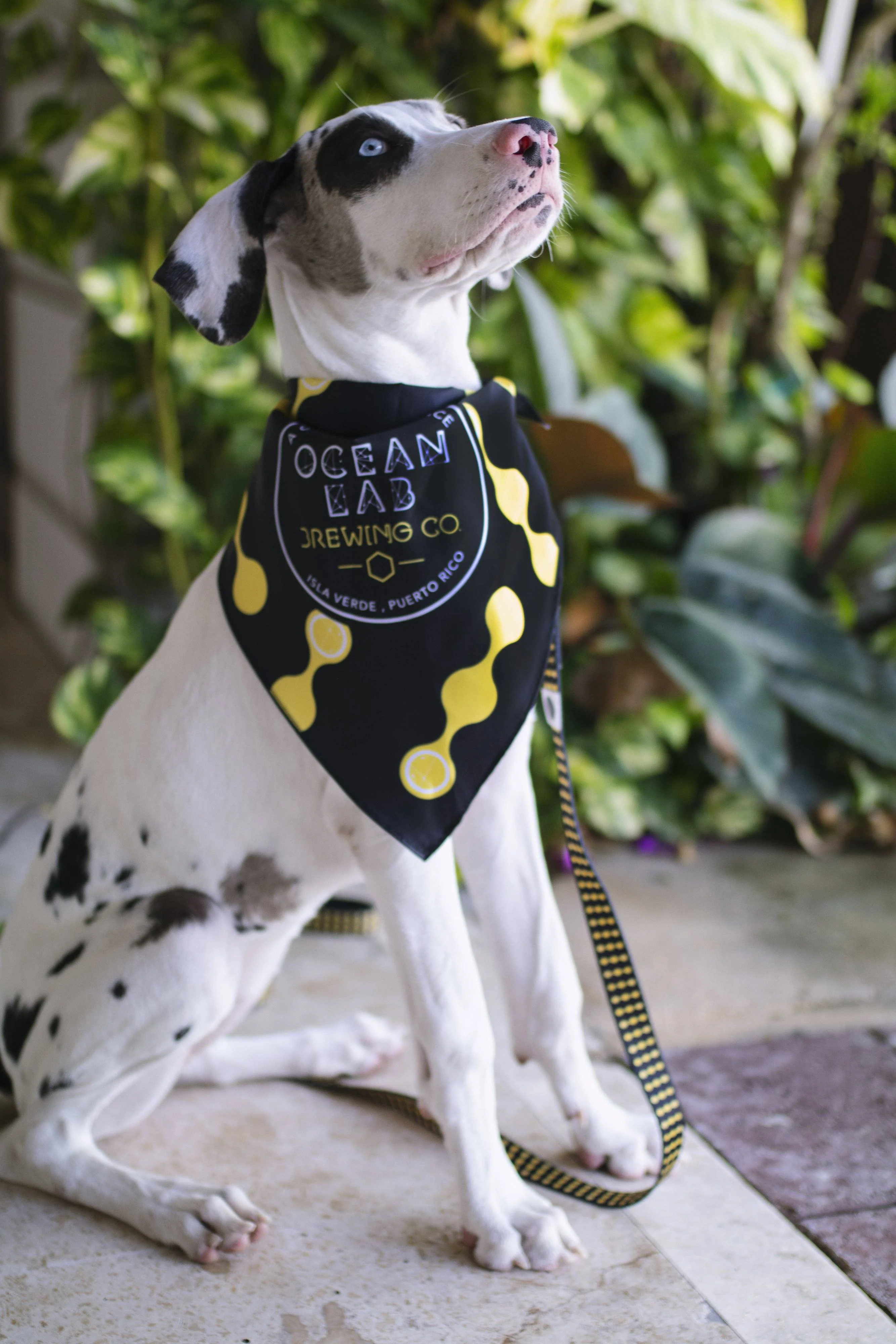 Ocean Lab Classic Dog Bandana - Image 5