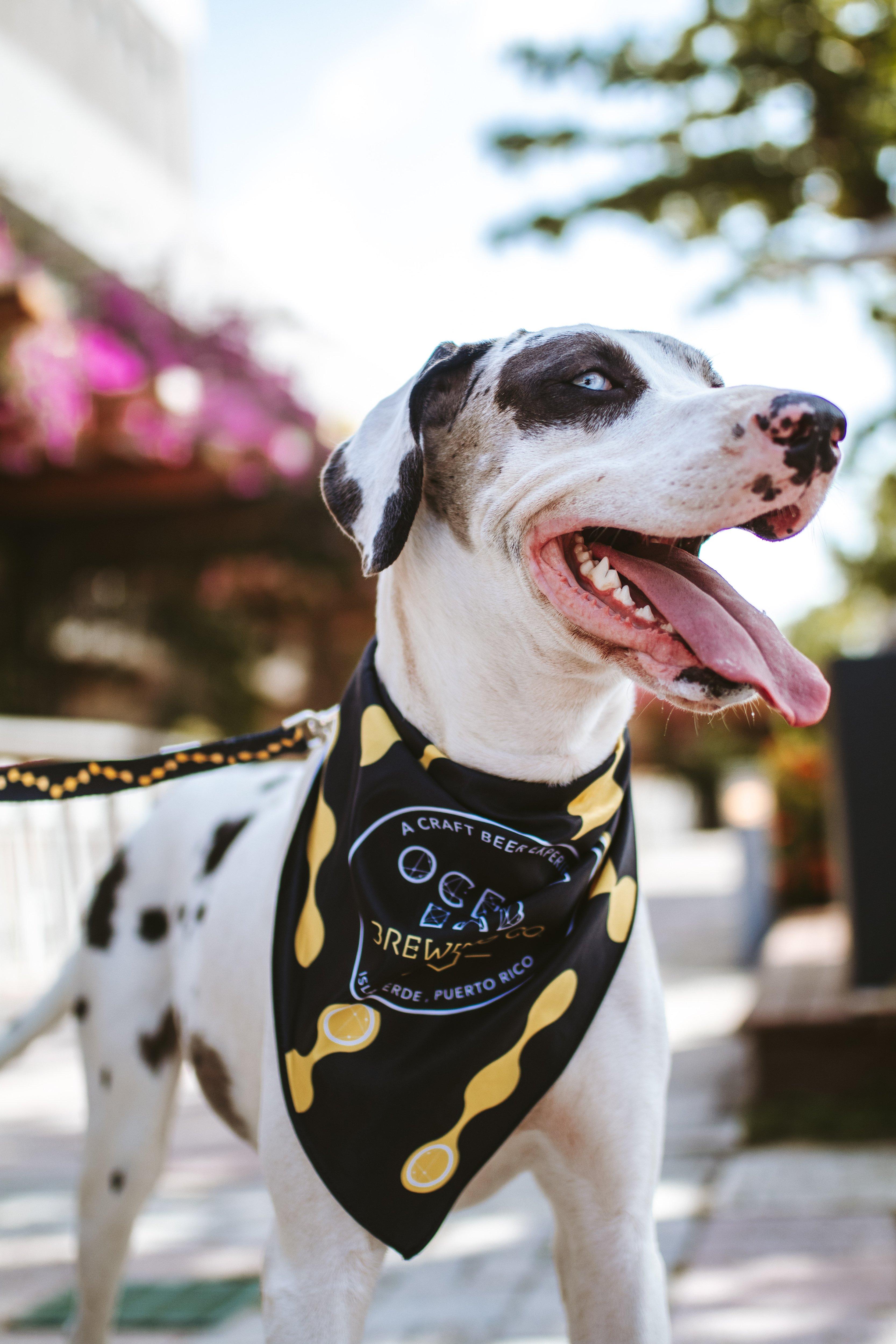 Ocean Drop Dog Leash - Horizontal - Image 2