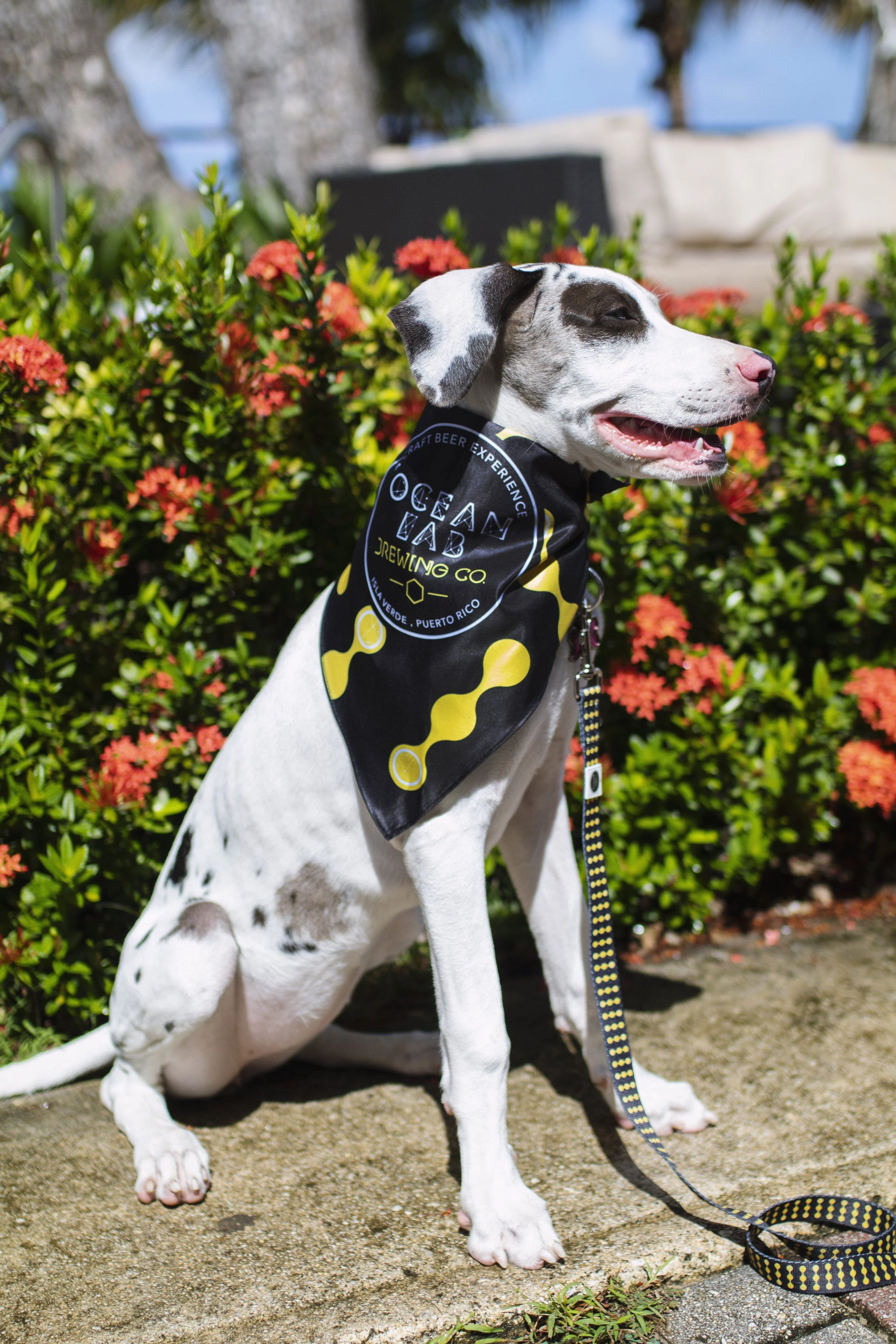 Ocean Drop Dog Leash - Vertical - Image 2